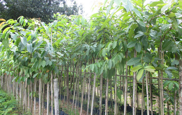 Cây bằng lăng giống