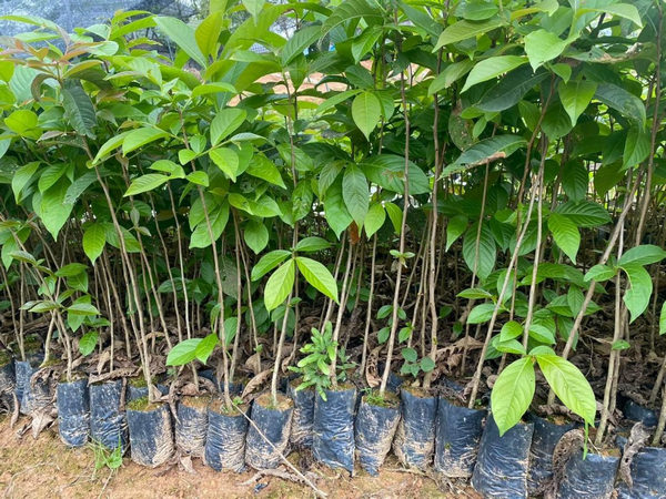 Cây bằng lăng giống 