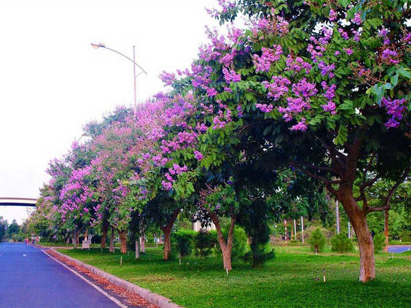 cây bằng lăng giống