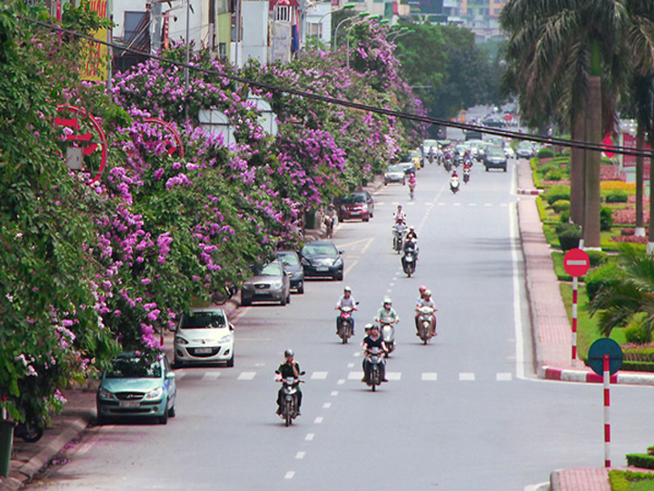 Cây bằng lăng tím.