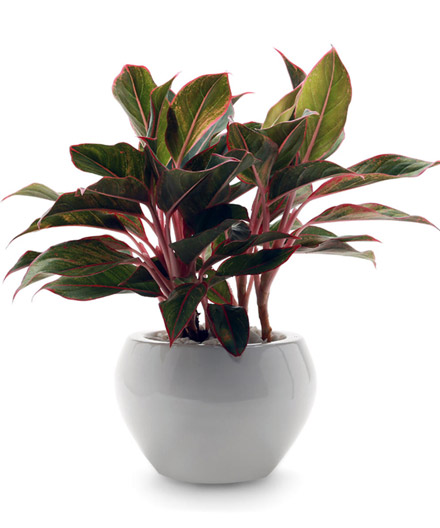 cay-canh-phong-thuy-trong-phong-khach-thu-hut-tai-loc-2