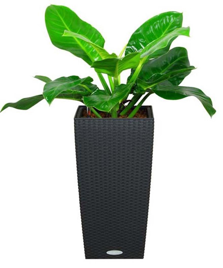 cay-canh-phong-thuy-trong-phong-khach-thu-hut-tai-loc-3