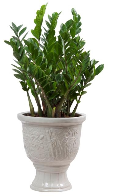 cay-canh-phong-thuy-trong-phong-khach-thu-hut-tai-loc