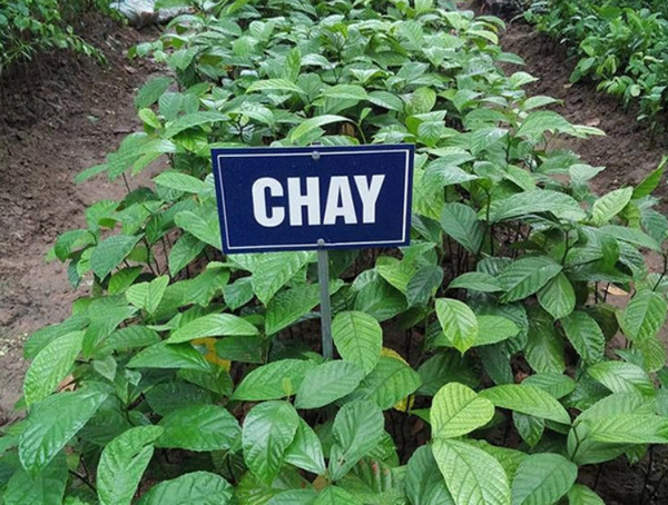 cây chay giống
