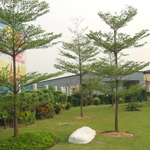 Cây chiêu liêu đen