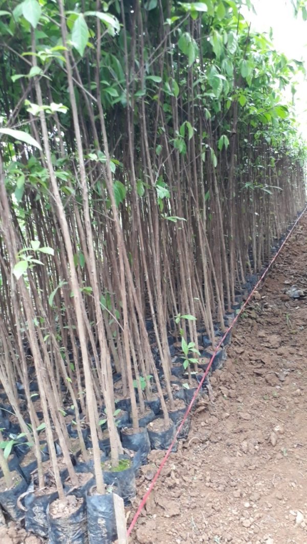 Cây chiêu liêu giống