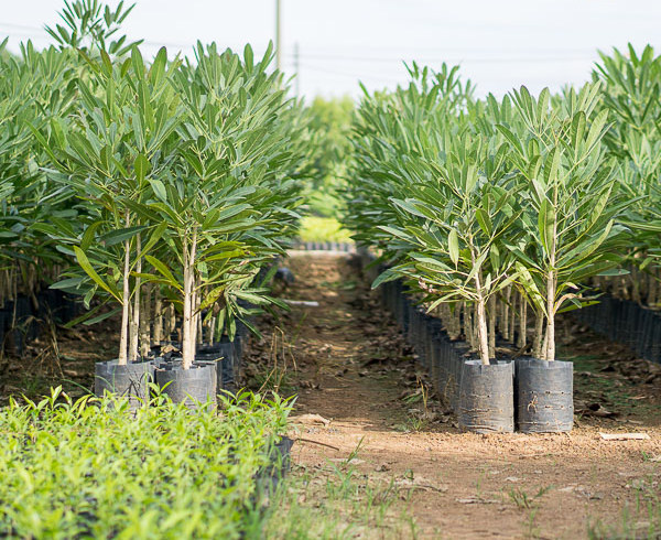 cây chuông vàng giống