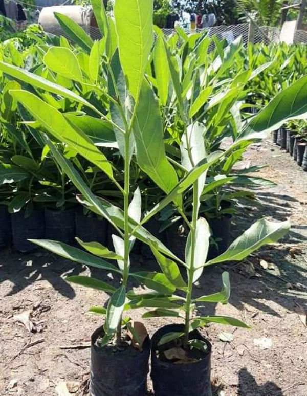 cây chuông vàng giống