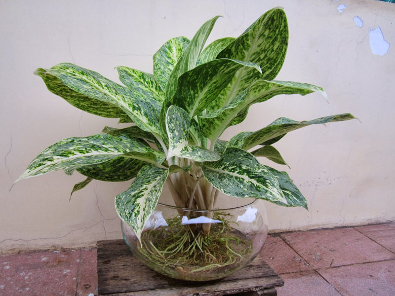 cay-cung-dien-vang-1