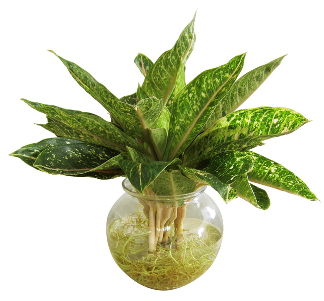 cây cung điện vàng