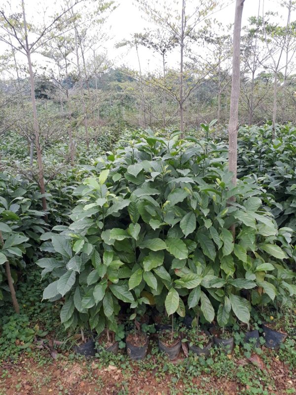 Cây dổi xanh giống