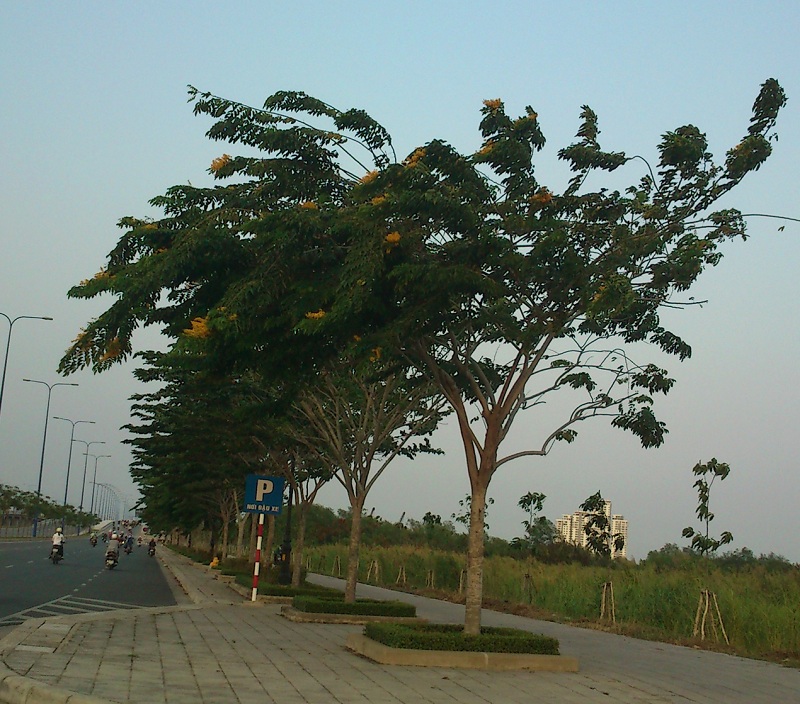 cây giáng hương