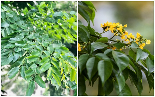 cây giáng hương giống