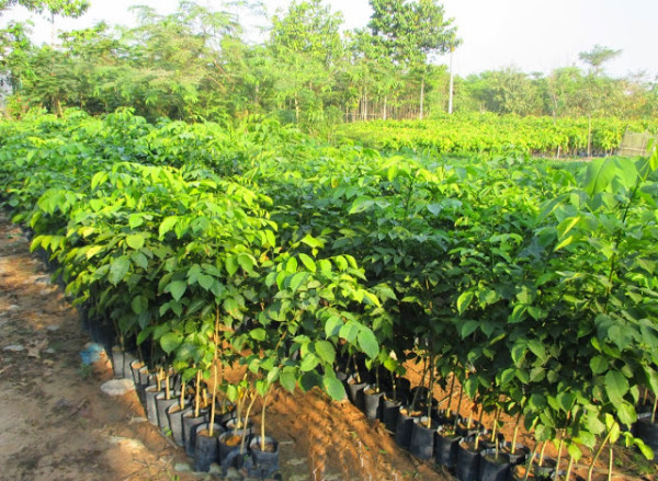 cây giáng hương giống