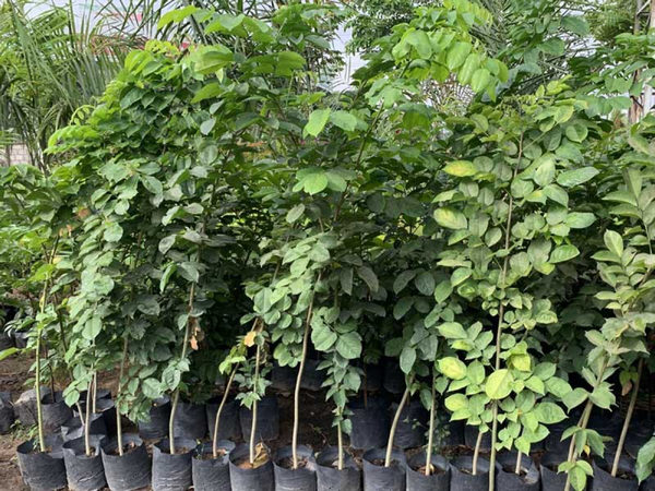 cây giáng hương giống