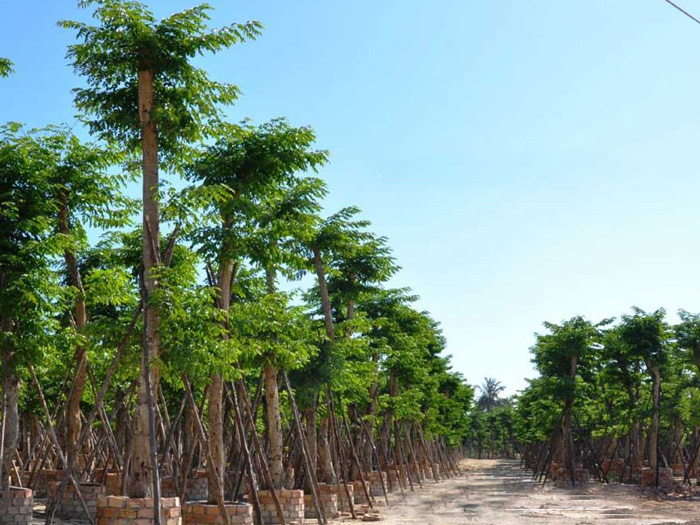 tìm hiểu một số công dụng của cây giáng hương