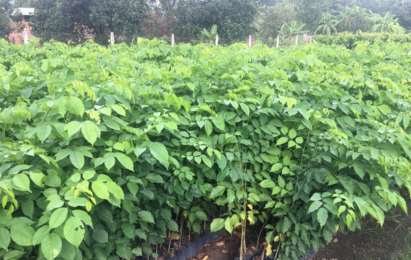 cây giáng hương giống