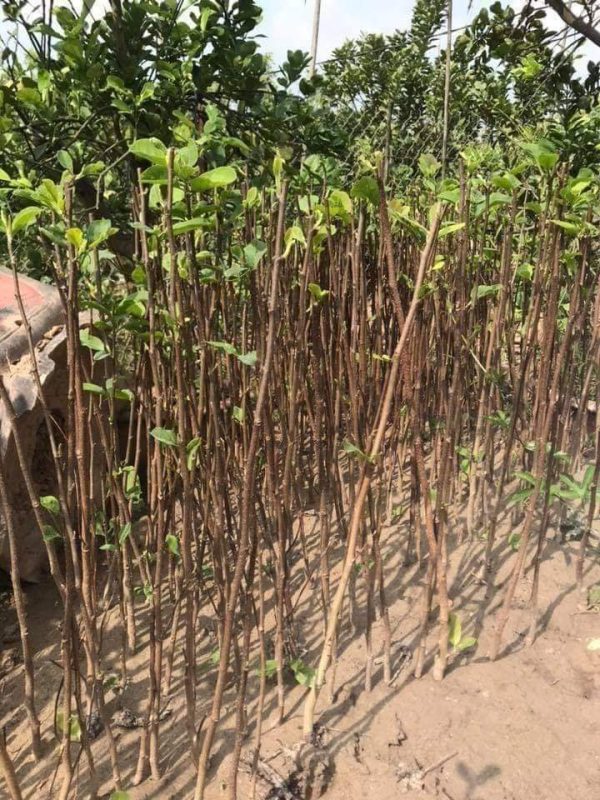 Cây giống hoa mộc lan