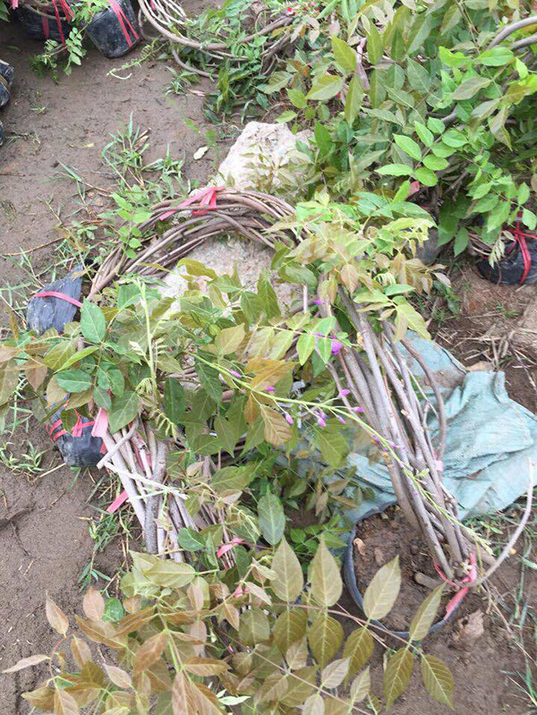 cay-giong-hoa-tu-dang