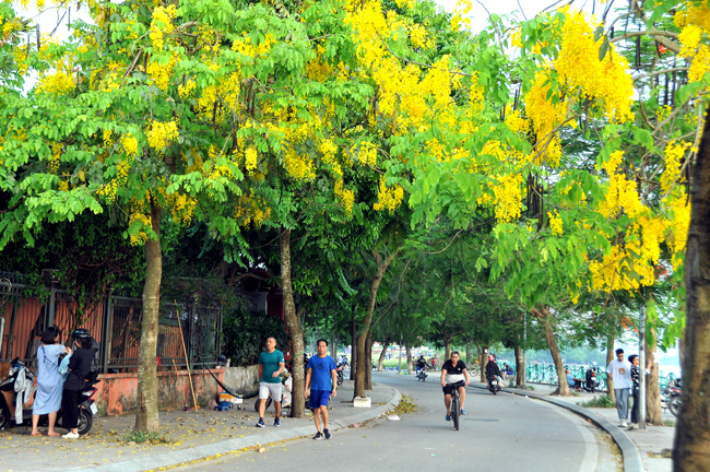 cây giống Muồng hoàng yến