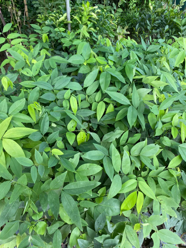 cây giống Muồng hoàng yến