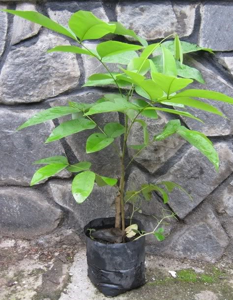 cay-giong-muong-hoang-yen-osaka