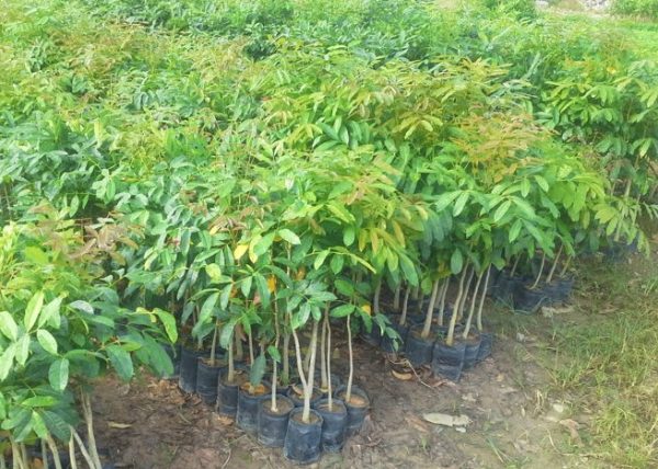 Cây xà cừ giống tốt