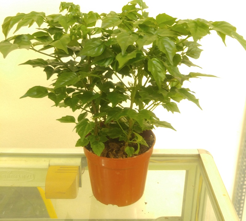 cay-hanh-phuc-de-ban-1