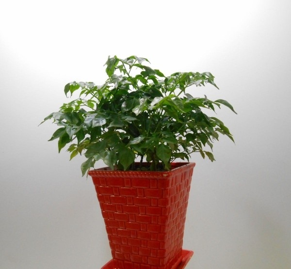 cay-hanh-phuc-de-ban-2