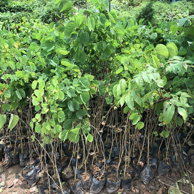 cây hoa ban giống