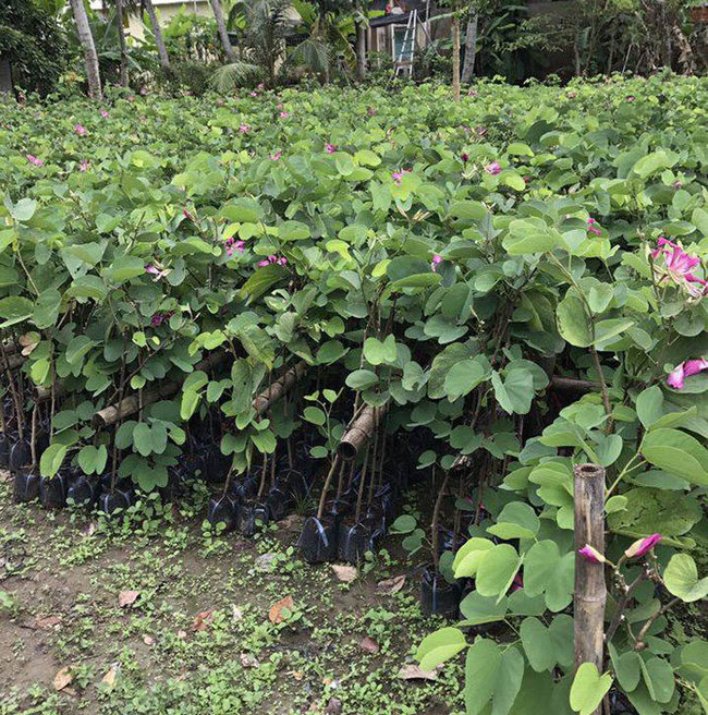 cây hoa ban Tây Bắc