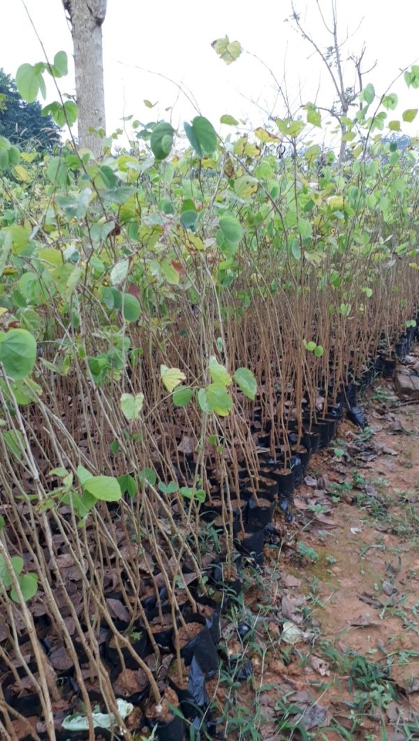 Cây hoa ban Tây Bắc giống