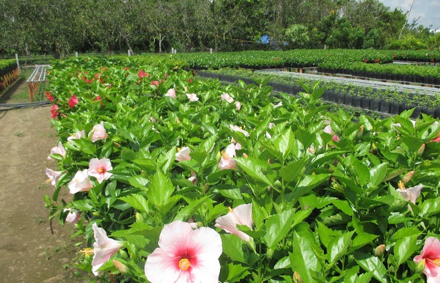 Cây hoa dâm bụt thái