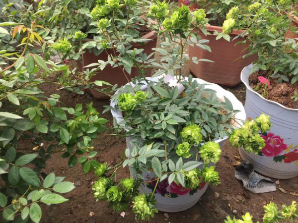 Cây hoa hồng xanh