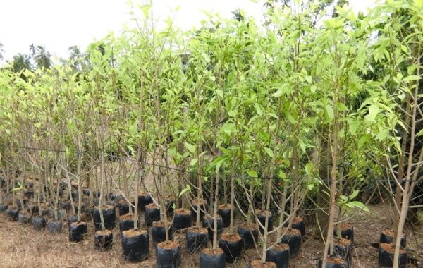 Cây giống hoa ngọc lan