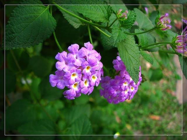 cay-hoa-ngu-sac-lam-canh-quan-1