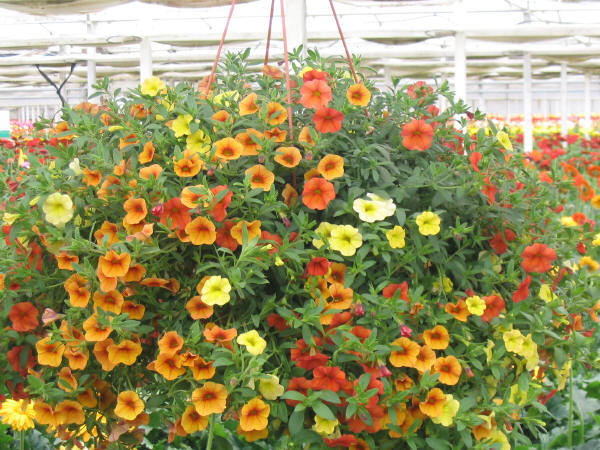 cay-hoa-trieu-chuong-1