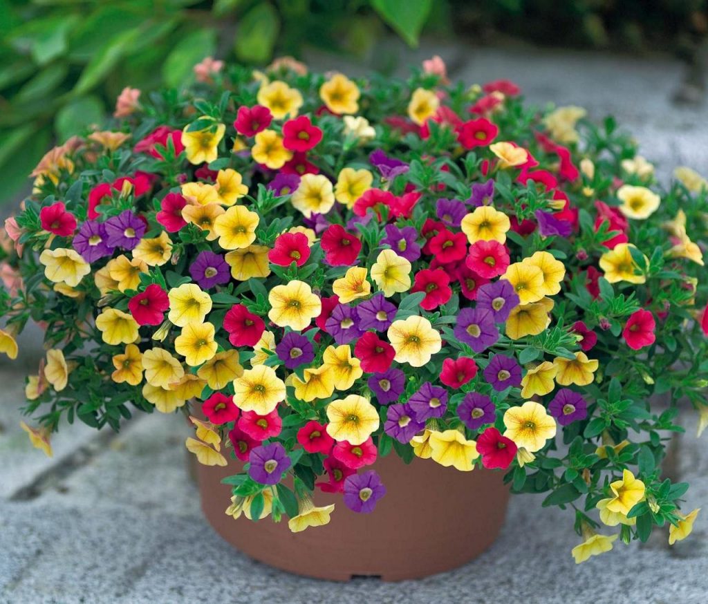 cay-hoa-trieu-chuong