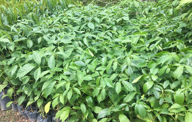 Cây kèn hồng giống