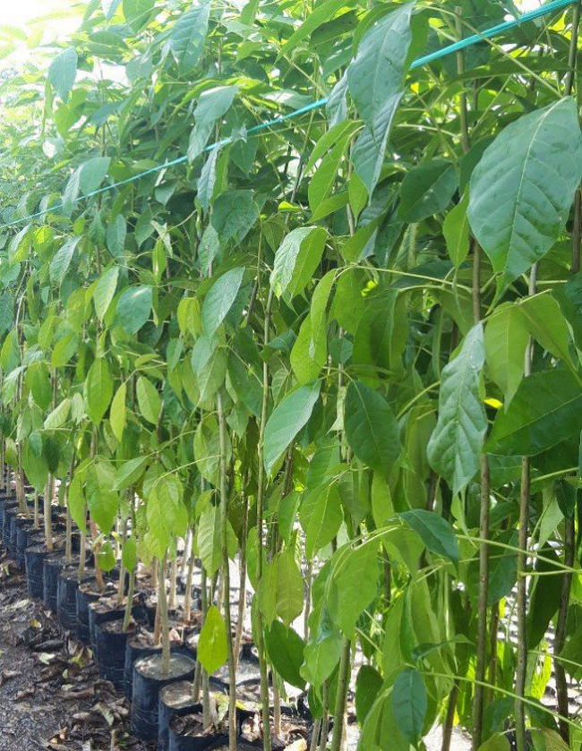 cây kèn hồng giống