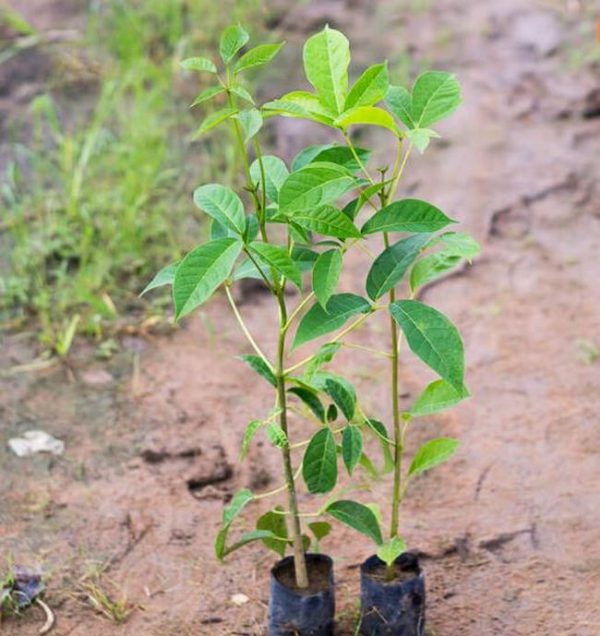 Cây kèn hồng giống