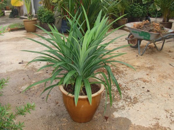 Cây lá dứa thơm