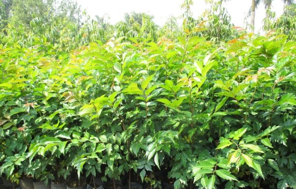 Cây lát hoa giống