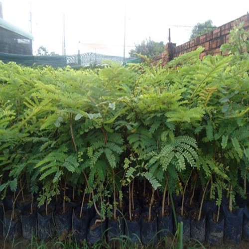 Cây lim xẹt đạt giống chuẩn