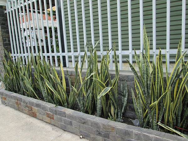 cay-luoi-ho-cong-trinh-1