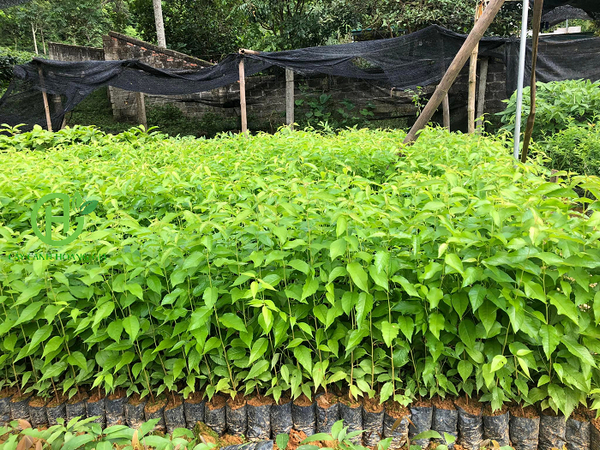 cây mai anh đào giống