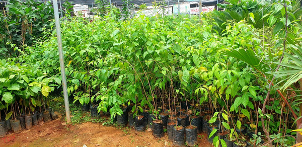 cây mai anh đào giống