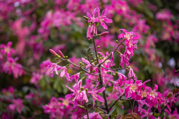 cây mỹ nhân giống