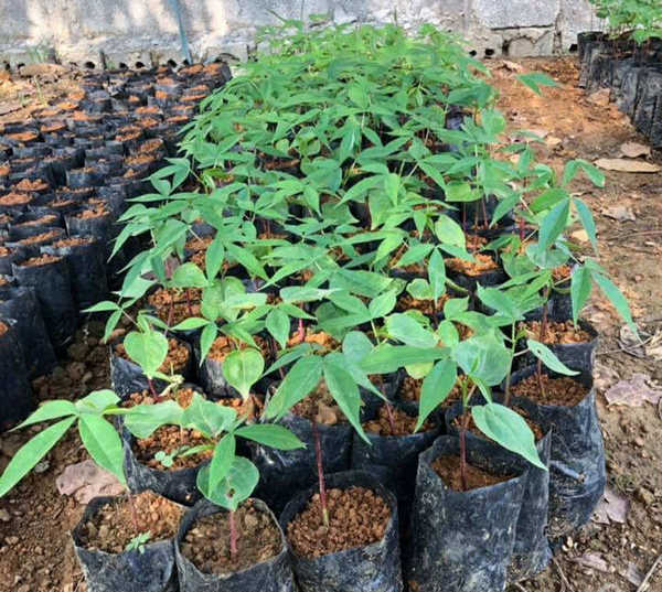 cây mỹ nhân giống