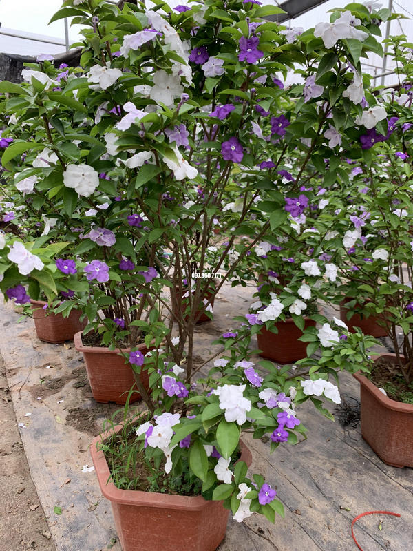 Cây nhài Nhật giống